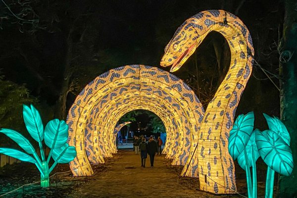 988593-jungle-en-voie-d-illumination-jardin-des-plantes-img-2124