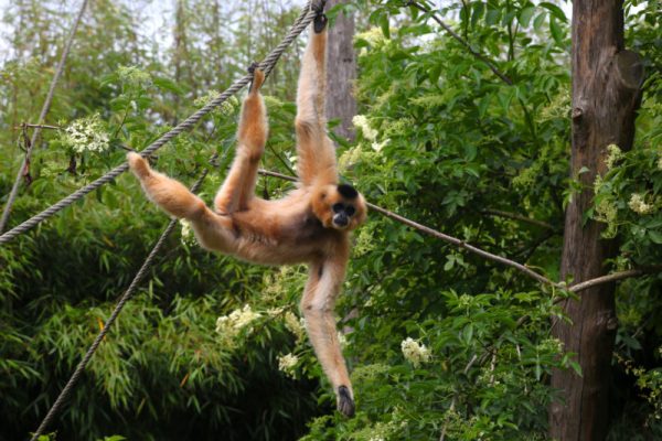 GIBBON-800x600
