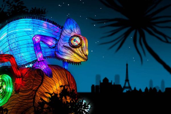 cameleon-jungle-illumination-1-1024x640