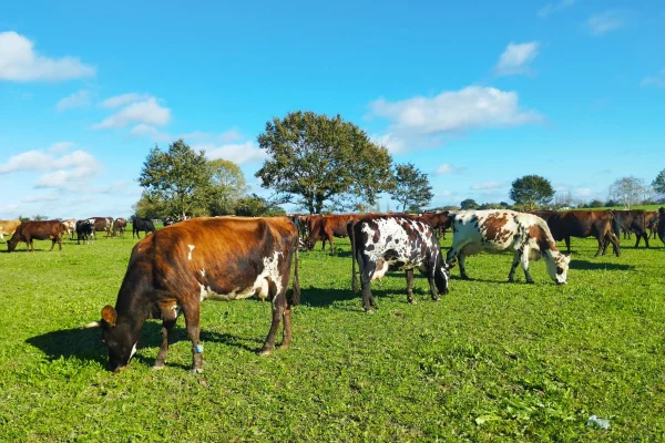 ferme-cara-meuh-normandie-scaled